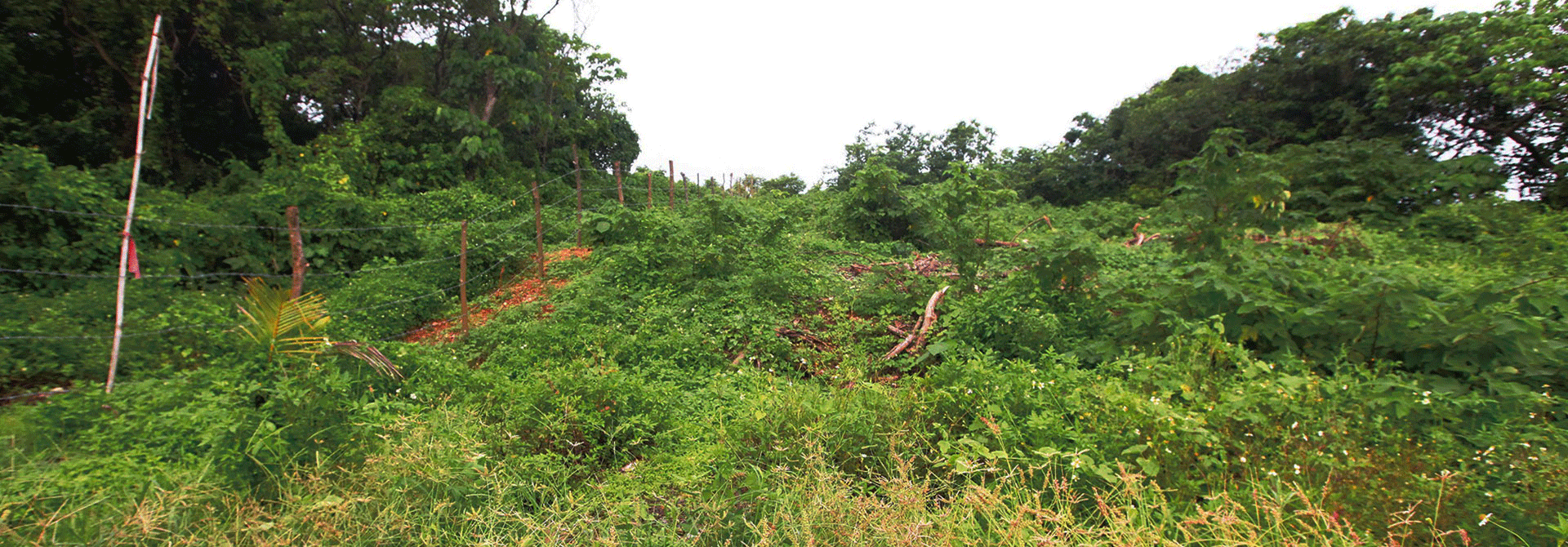 鳳鼻頭考古遺址