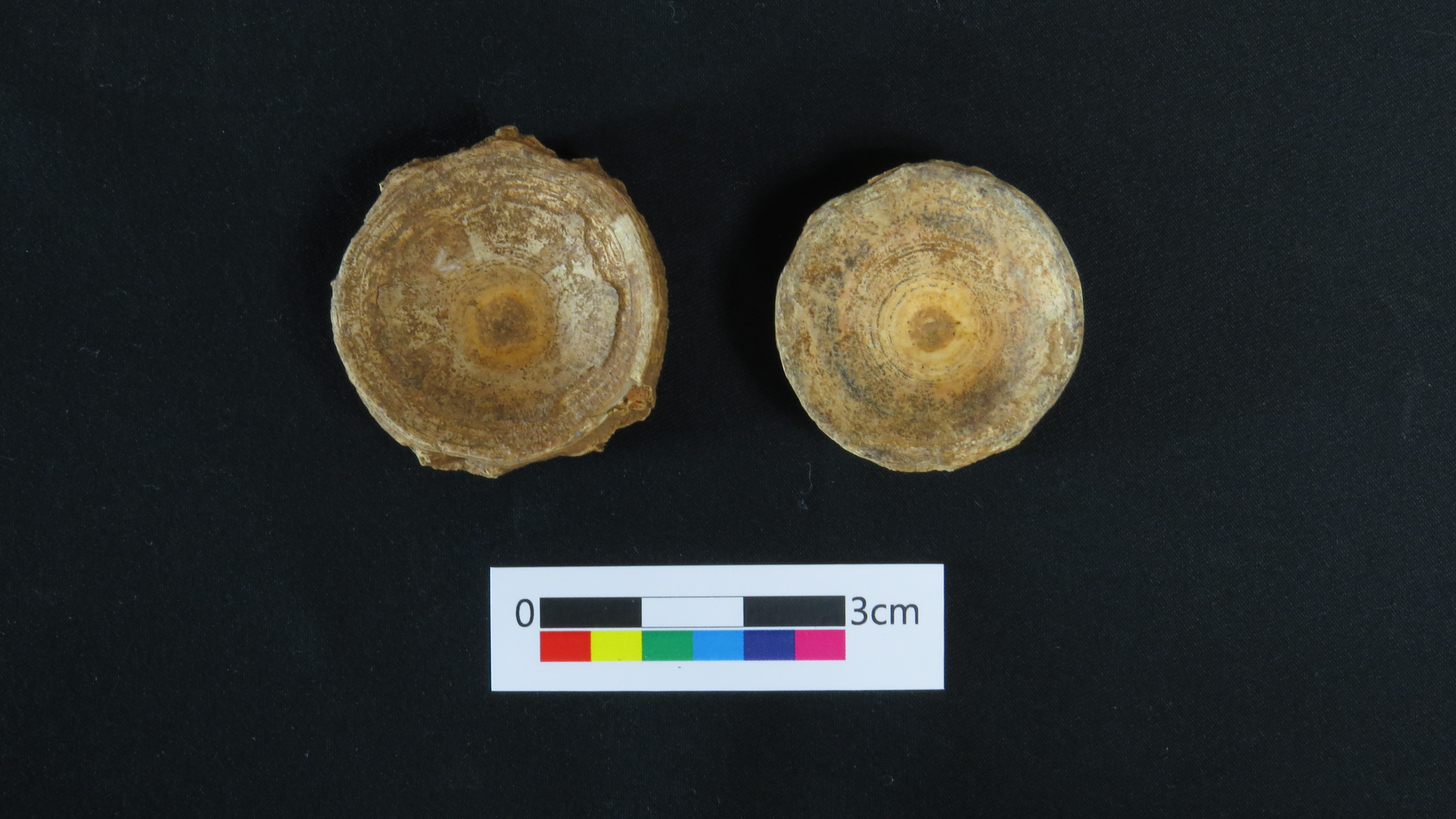 鳳鼻頭遺址出土魚骨