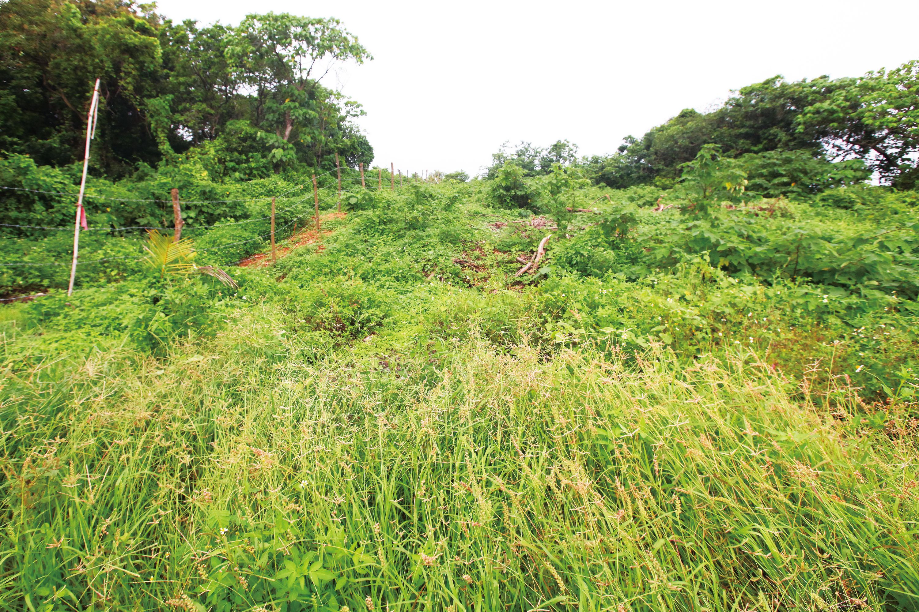 鳳鼻頭（中坑門）考古遺址